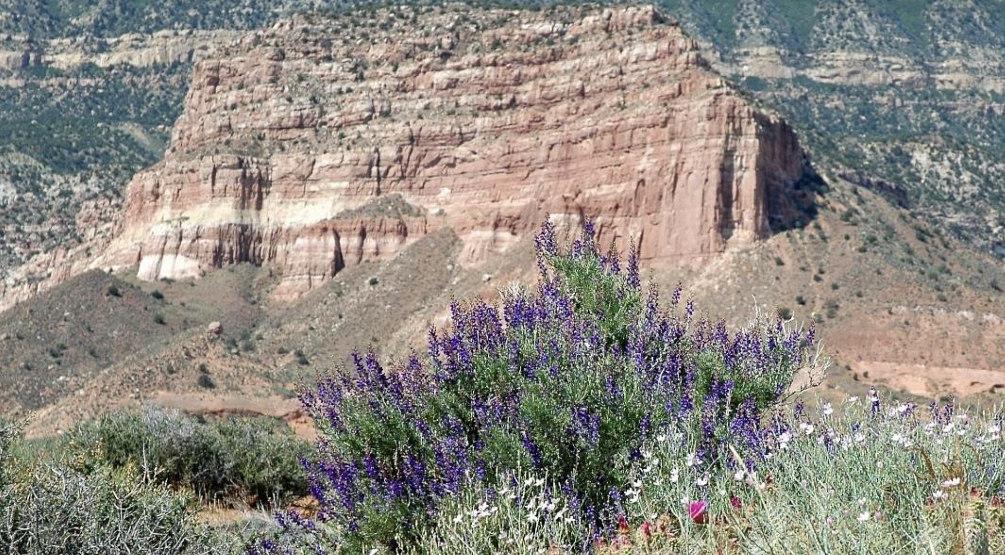 Purple lupine wildflowers blooming in front of a layered sandstone butte near Escalante