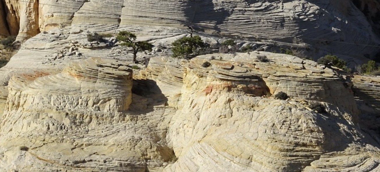 Cross bedded sandstone slopes with a single tree growing from the rock near Escalante Utah